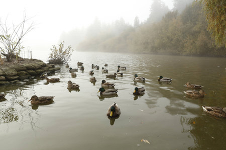 Stanley park