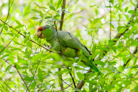 green parrot eating aver a treeの写真素材