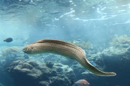 sea eel in aquariumの写真素材
