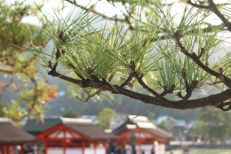 pine tree in Miyajima islandの写真素材