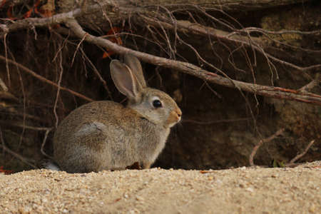 wild rabbit and caveの写真素材