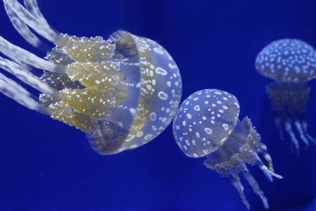 jellyfish in aquariumの写真素材
