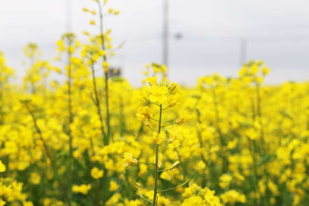 Rapeseed flowers field in Jeju, koreaの写真素材
