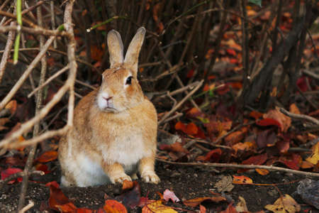 cute wild rabbit with the autumn leavesの写真素材
