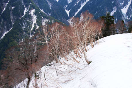 Trees on the snow mountainの写真素材