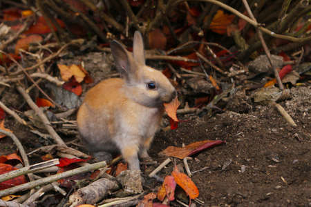 cute wild rabbit with the autumn leavesの写真素材