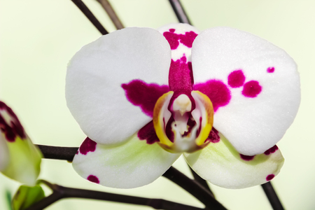 Beautiful white with lilac spots Orchid flowerの写真素材