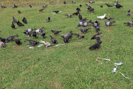 Pigeons on the grass in the park. Pigeons eat food.