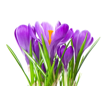 close up of beautiful spring crocus flowers over white background  selective focusの写真素材