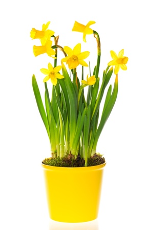 beautiful spring narcissus flowers in pot on white backgroundの写真素材