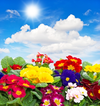 colorful fresh spring flowers primula on sunny blue sky backgroundの写真素材
