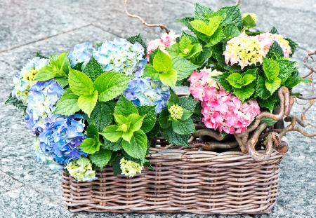 colorful hydrangea bushes  beautiful hortensia in gardenの写真素材
