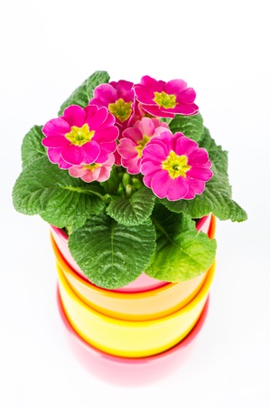 beautiful primulas flowers in colorful bucketsの写真素材