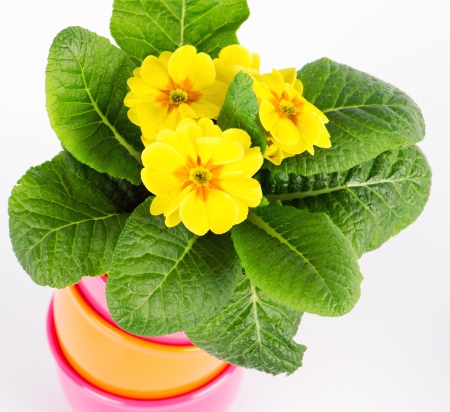 beautiful yellow primulas flowers in colorful bucketsの写真素材