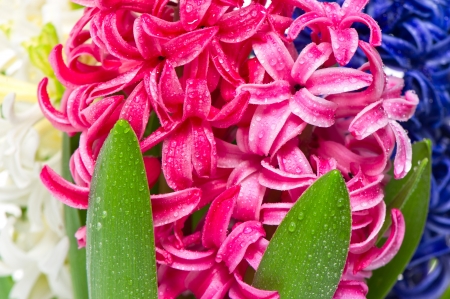 fresh hyacinth flowers and leaves with water drops  pink, blue and white flowersの写真素材