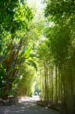 sunlight in tropical garden  bamboo treesの写真素材