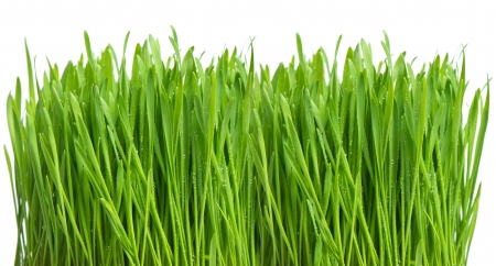 fresh green spring grass with water drops on white backgroundの写真素材