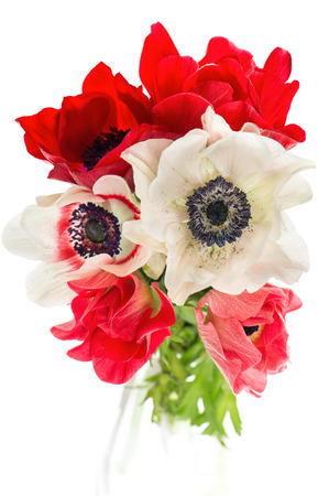 bouquet of red, white and pink anemone flowers isolated on white backgroundの写真素材