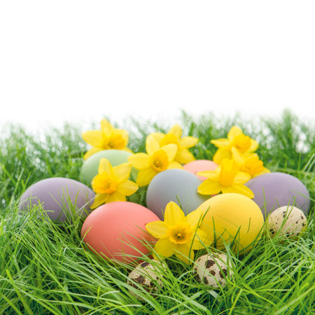 easter eggs and daffodils flowers in green grass over white background with space for your text