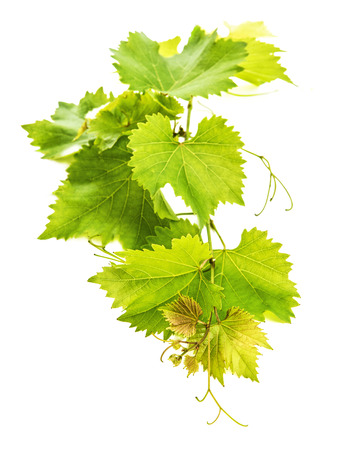 vine leaves isolated on white backgroundの写真素材