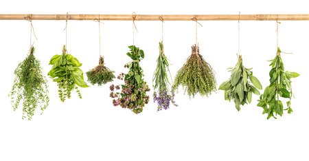 varios fresh herbs hanging isolated on white background bundle of basil, sage, thyme, mint, marjoram, lavender varios fresh herbs hanging isolated on white background bundle of basil, sage, thyme, mint, marjoram, lavender