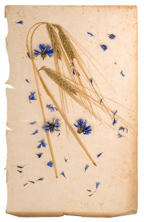 dried cornflowers and corn on aged paper sheetの写真素材