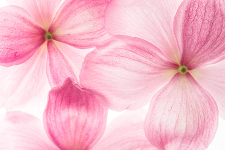 creative macro photo of pink flowers. selective focusの写真素材