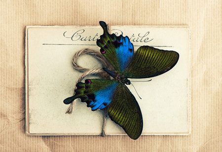 beautiful butterfly and old post cards. nostalgic vintage background. retro style toned pictureの写真素材