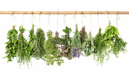 fresh herbs hanging isolated on white background. thyme, mint, basil, rosemary, sage, oregano, marjoram, savory, lavender