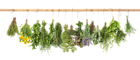 Fresh herbs hanging isolated on white background. Basil, rosemary, sage, thyme, mint, oregano, dill, marjoram, savory, lavender, dandelionの写真素材