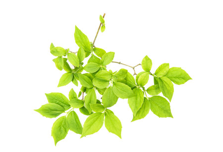 Green leaves isolated on white background. Plant detail