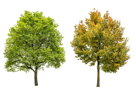 Spring, summer and autumn oak tree isolated on white background. Nature objectの写真素材