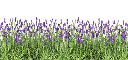 Lavender flowers. Fresh lavender plants isolated on white backgroundの写真素材