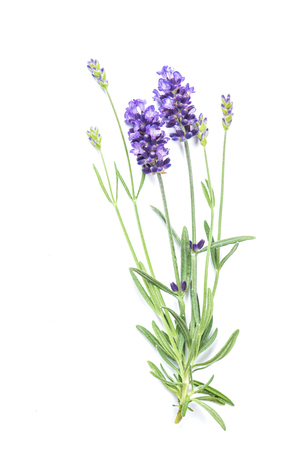 Lavender flower isolated on white background. Fresh herbsの写真素材