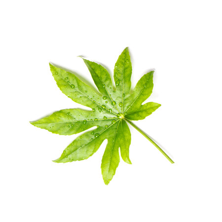 Green leaf of exotic tropical plant isolated on white backgroundの写真素材