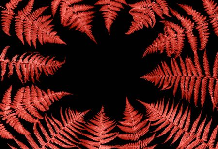 Fern leaves in pink on black background. Floral flat layの写真素材