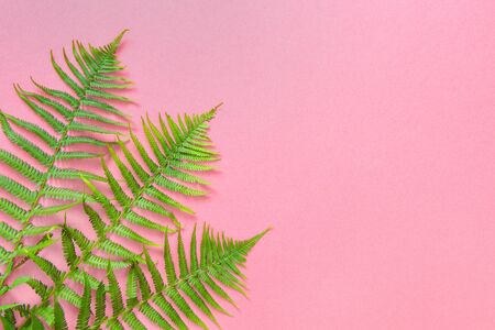 Green fern leaves on pink background. Floral flat layの写真素材