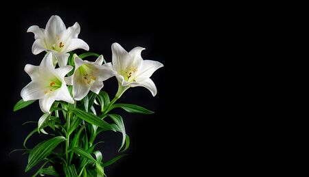 Lily flowers bouquet on black background. White blossomsの写真素材