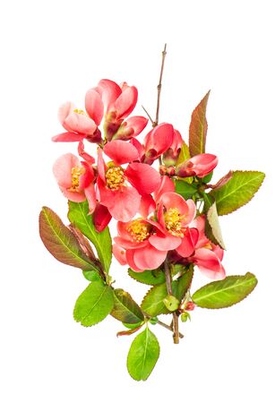 Wild cherry tree blossom isolated on white background. Spring flowerの写真素材