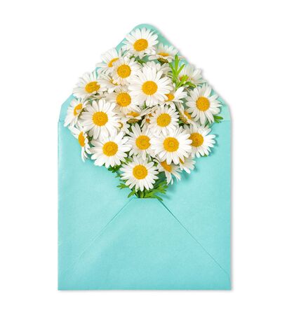 Chamomile flowers in envelope isolated on white background. Daisy blooms bouquetの写真素材