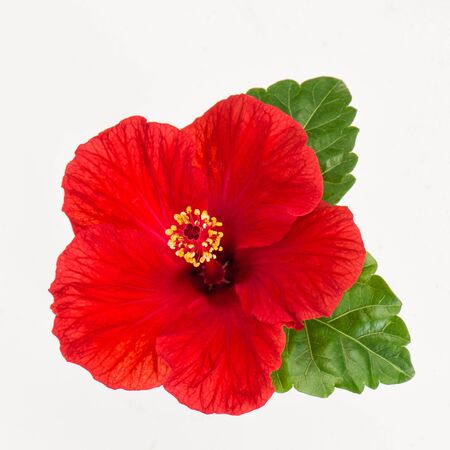 Hibiscus flower head isolated on white background. Fresh red blossomの写真素材