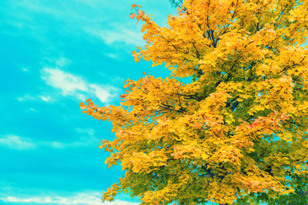 Autumnal maple tree over blue sky. Autumn background. Vintage style toned picture
