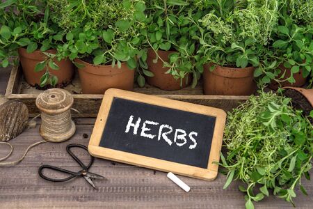 Fresh herbs and plants with blackboard. Gardening at home kitchenの写真素材