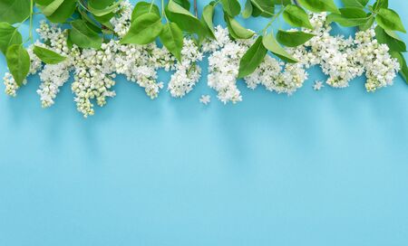 White lilac flowers on blue background. Floral borderの写真素材