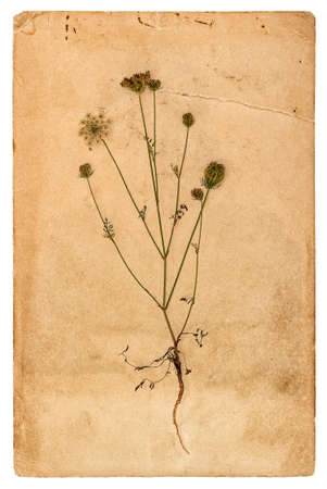 Used paper page with plant herbarium on white backgroundの写真素材