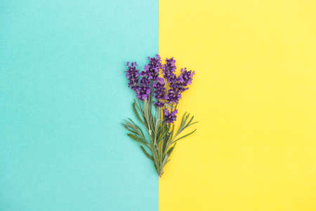 Lavender flowers and herb leaves on turquoise yellow background. Floral bannerの写真素材
