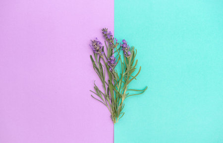 Lavender flowers and herb leaves on turquoise purple background. Floral banner