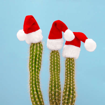 Funny Christmas decoration cactus in red Santa Claus hats. Square imageの写真素材