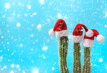 Funny Christmas decoration cactus in red Santa hat. Falling snow effectの写真素材