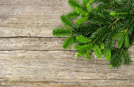 Pine tree branches on rustic wooden backgroundの写真素材